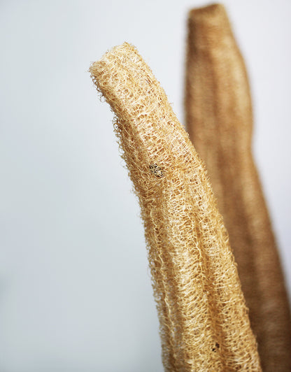 XL Dried Luffa (Loofah) Natural/Brown Flowers Bunch- 3 stems, 120cm