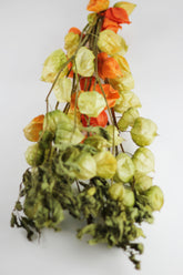 dried chinese lanterns