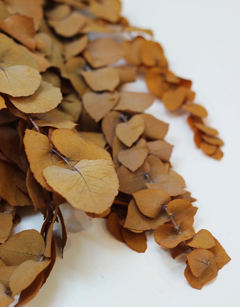eucalyptus leaves
