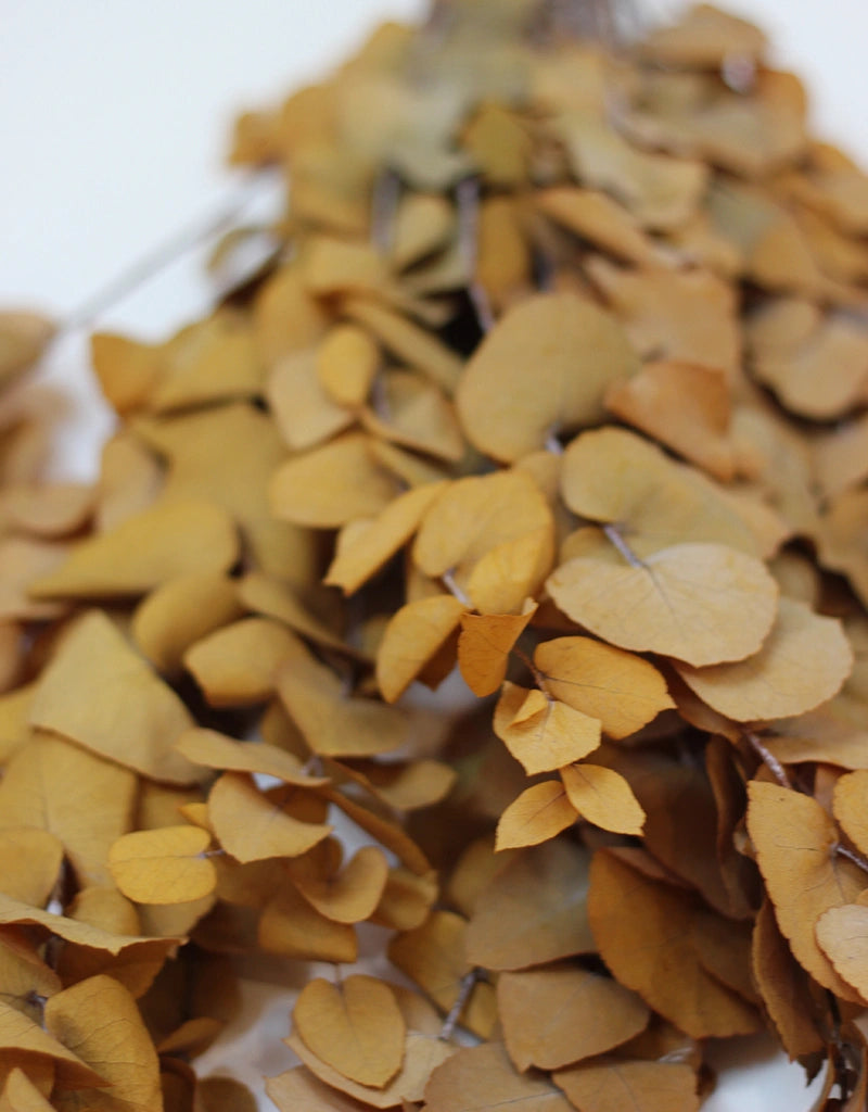 Preserved Eucalyptus leaves