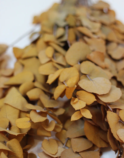 Preserved Eucalyptus leaves