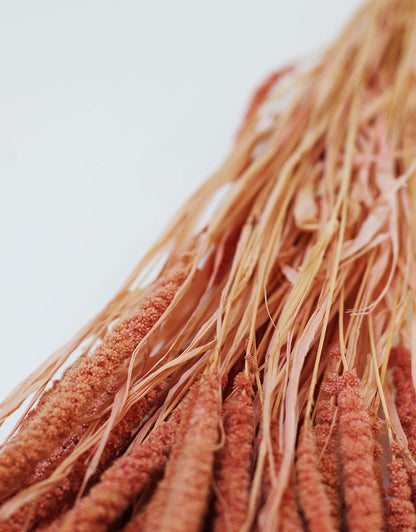 setaria grass