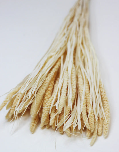foxtail grass
