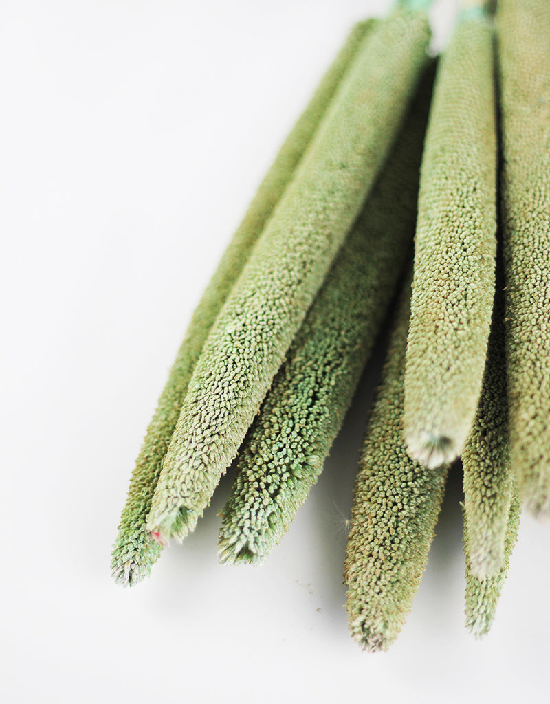 Dried Babala - Mint Green Bunch, 10 stems, 70 cm