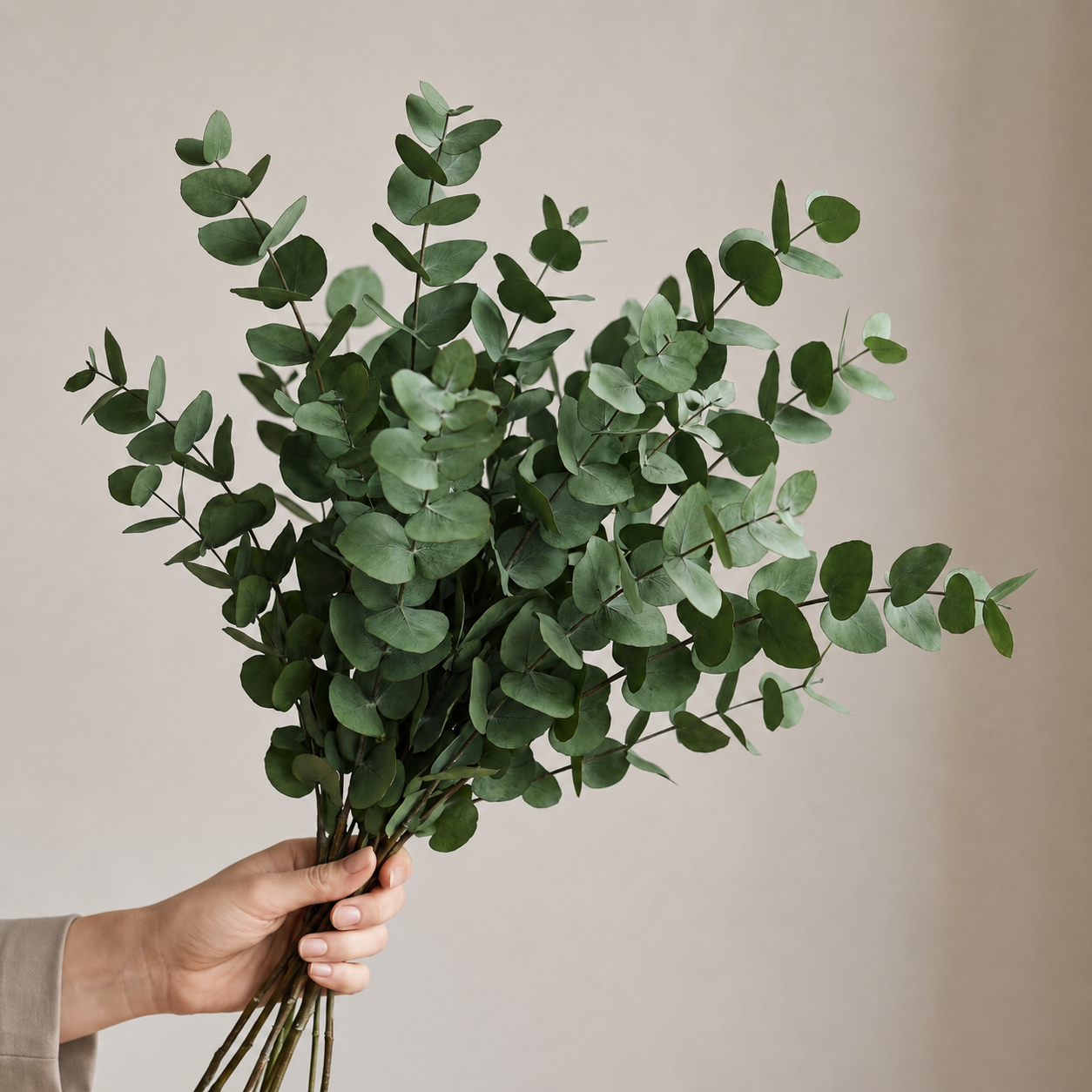 Preserved Eucalyptus Stems - Cinerea Green/Grey Bunch, 60 cm