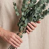 green eucalyptus