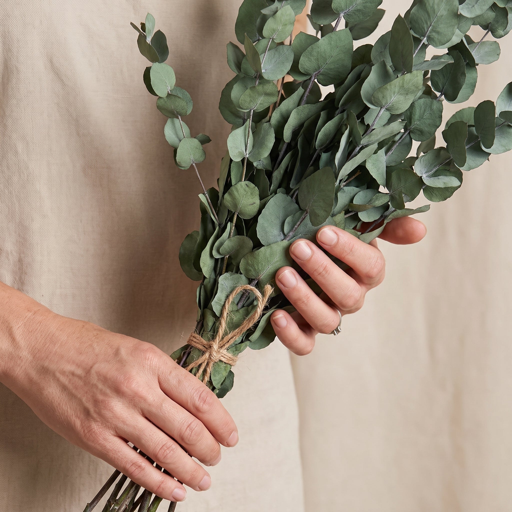 green eucalyptus