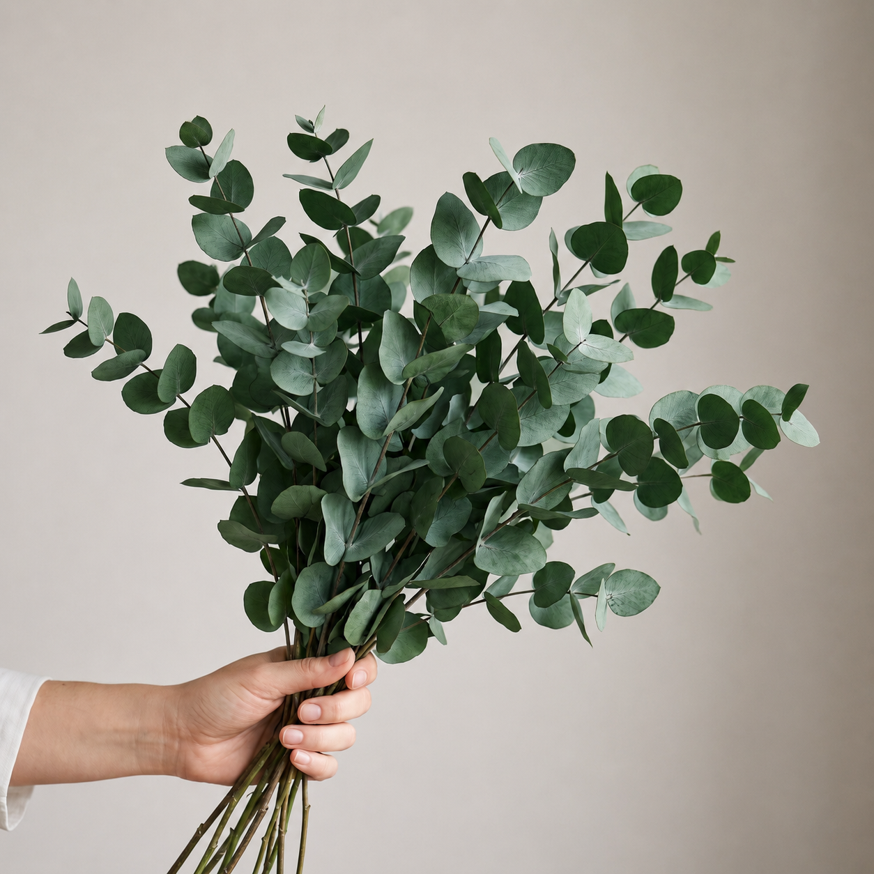 Preserved Eucalyptus Stems - Cinerea Green/Grey Bunch, 60 cm