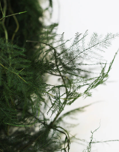 Fern