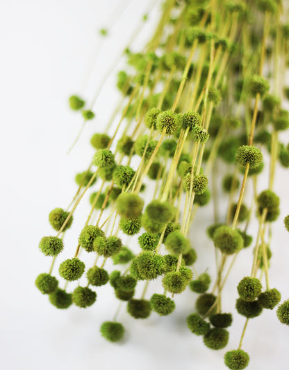 Dried Big Mars Flowers 

