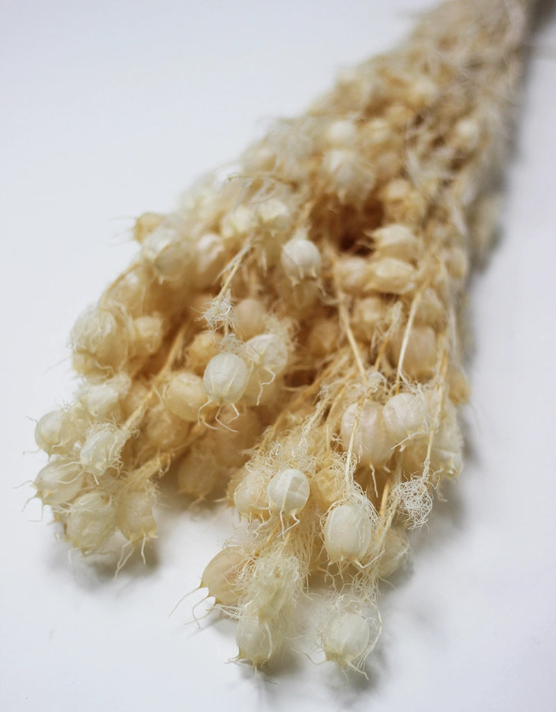 Preserved Nigella