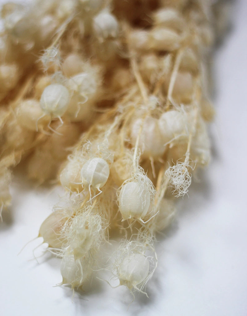 Preserved Nigella