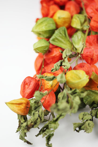 physalis flowers