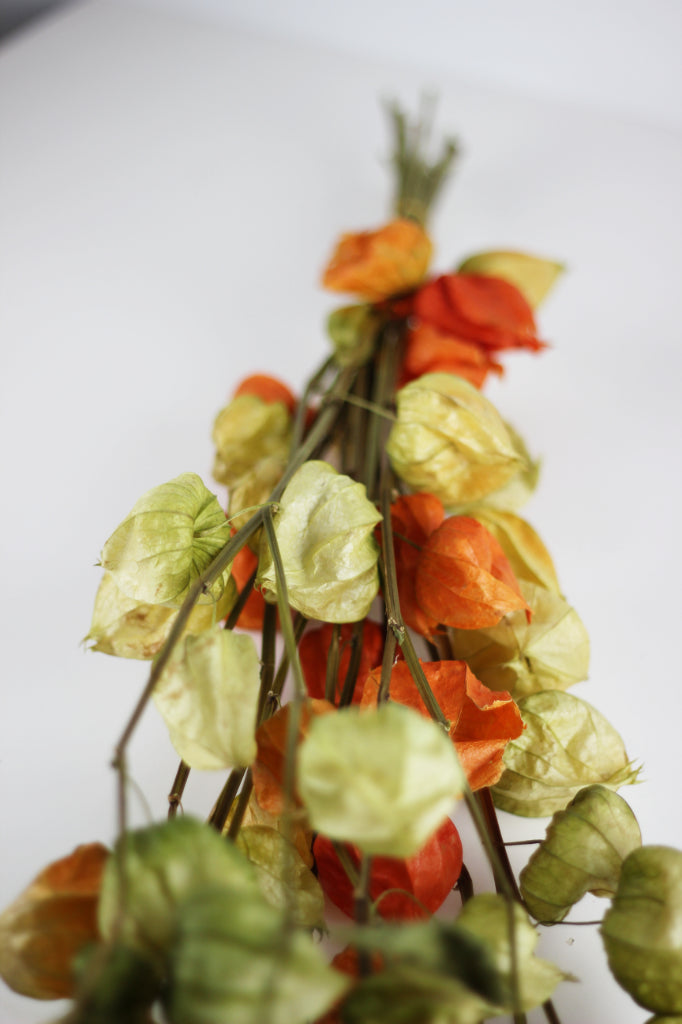 physalis chinese lantern