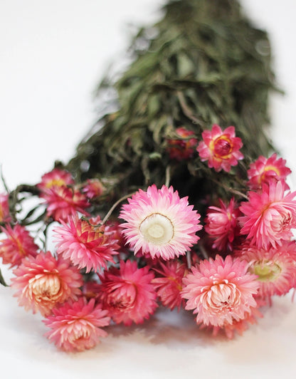 Dried Helichrysum Flowers