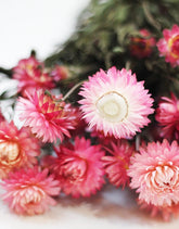 Dried Helichrysum Flowers