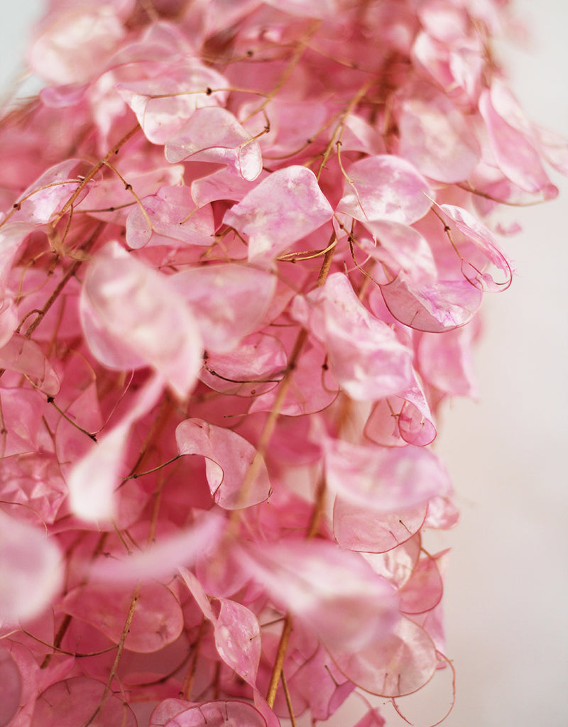 pink lunaria