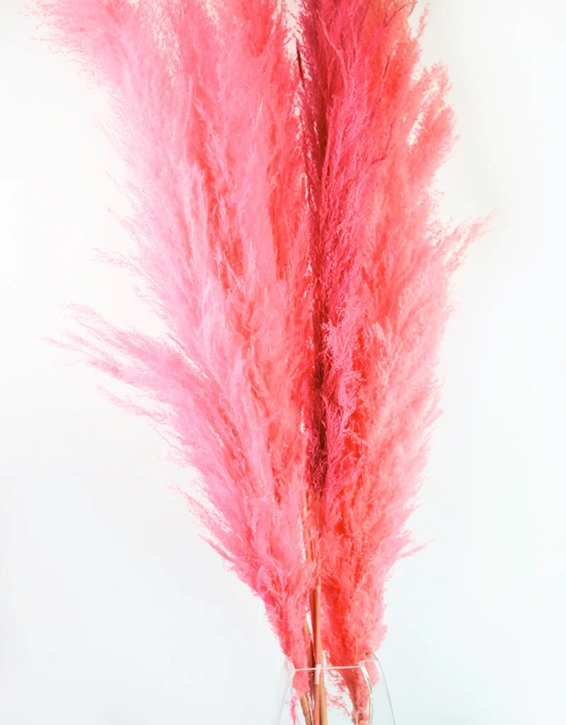 Fluffy Vibrant Dried Pampas Grass - 5 Stems, 110 cm length, Baby Pink Mix (Cortaderia)