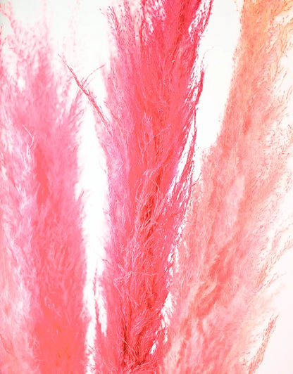 Fluffy Vibrant Dried Pampas Grass - 5 Stems, 110 cm length, Baby Pink Mix (Cortaderia)