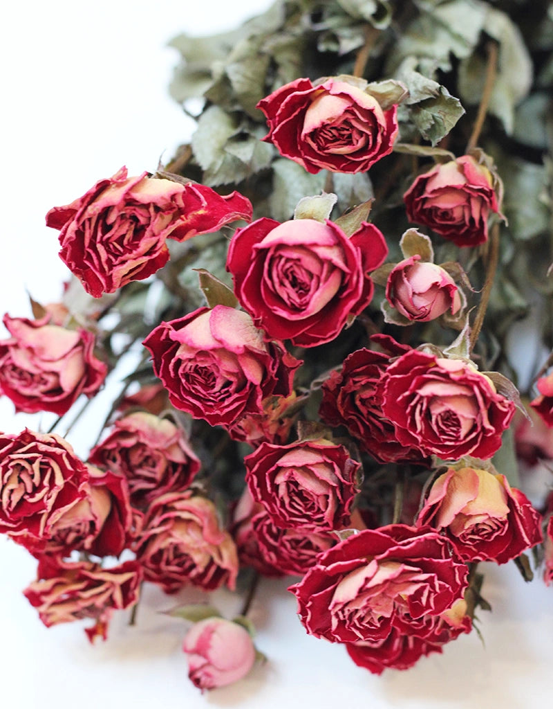 pink roses