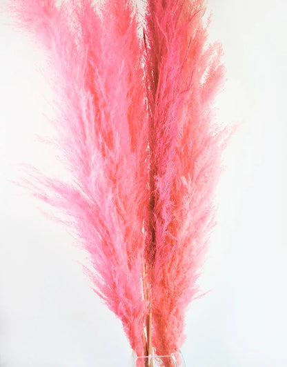 Fluffy Vibrant Dried Pampas Grass - 5 Stems, 110 cm length, Baby Pink Mix (Cortaderia)