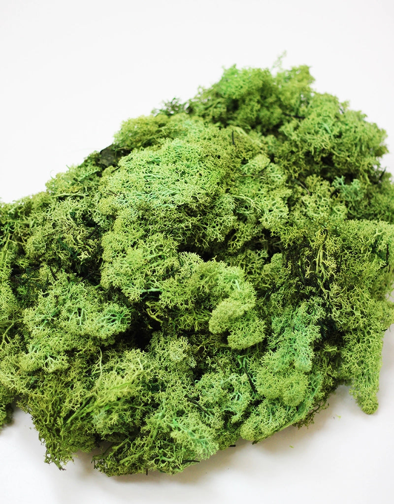 preserved-apple-green-moss