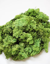 preserved-apple-green-moss