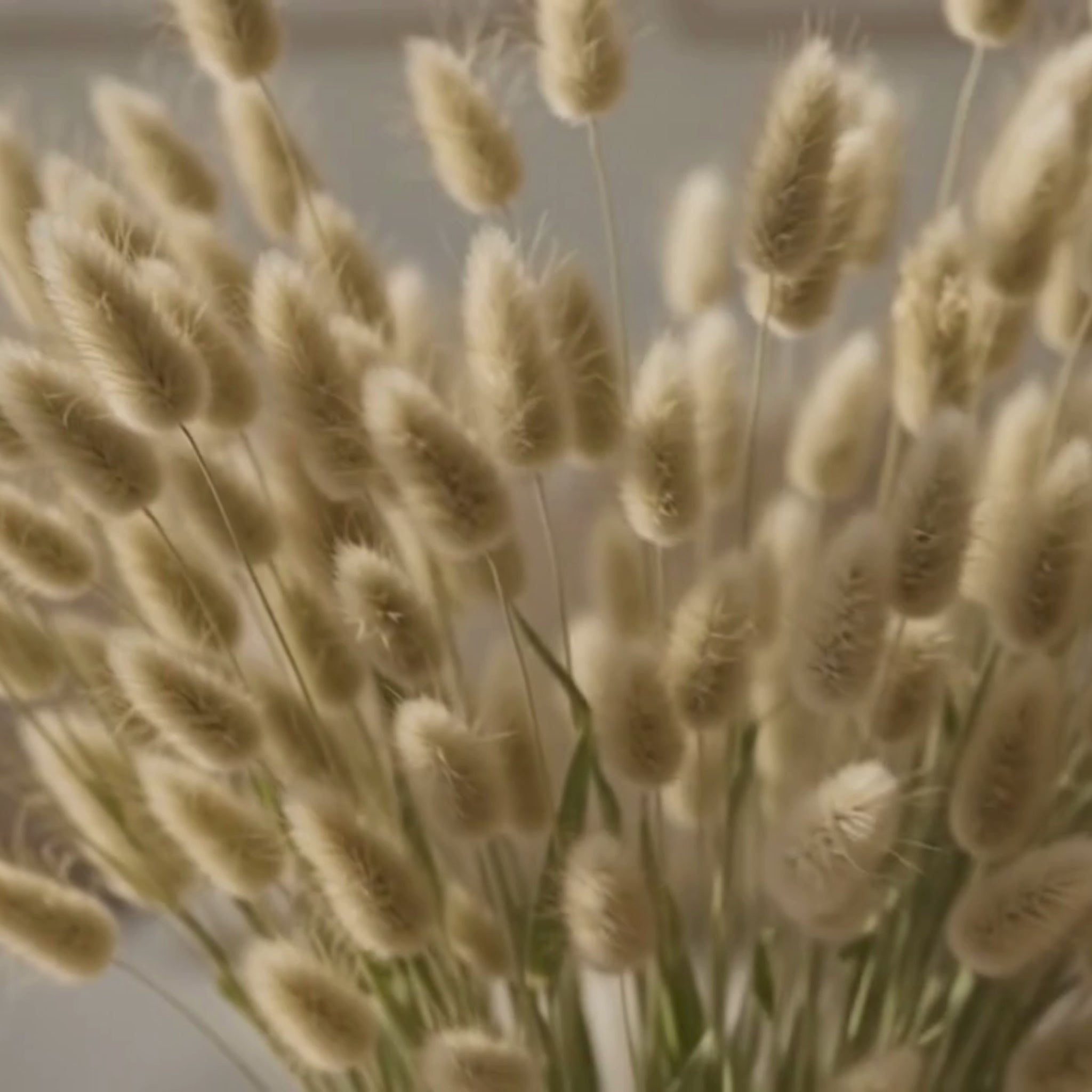 natural bunny tails

