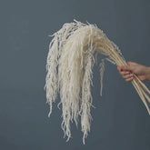  Preserved Amaranthus Bleached