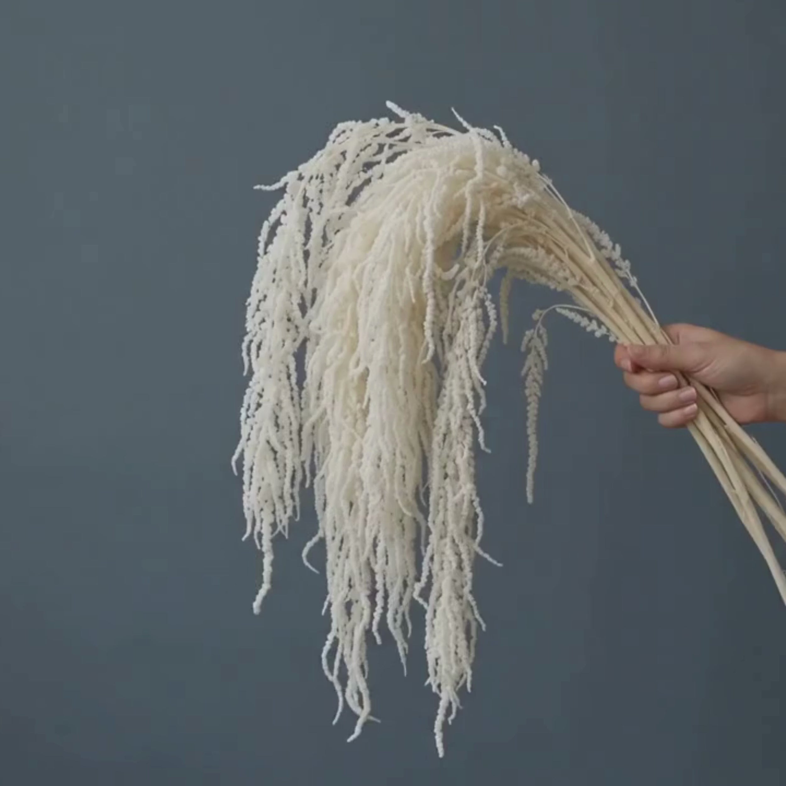  Preserved Amaranthus Bleached