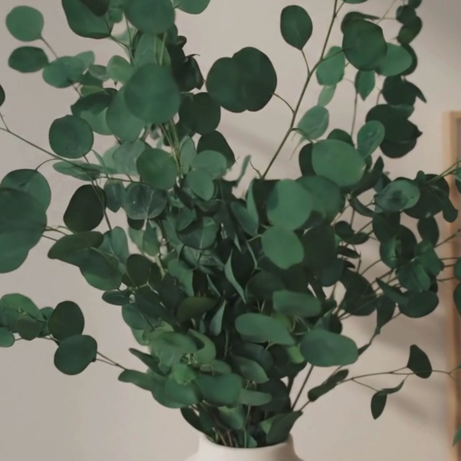 Preserved Eucalyptus Populus Stems - Green Bunch, 70 cm