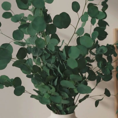 Preserved Eucalyptus Populus Stems - Green Bunch, 70 cm