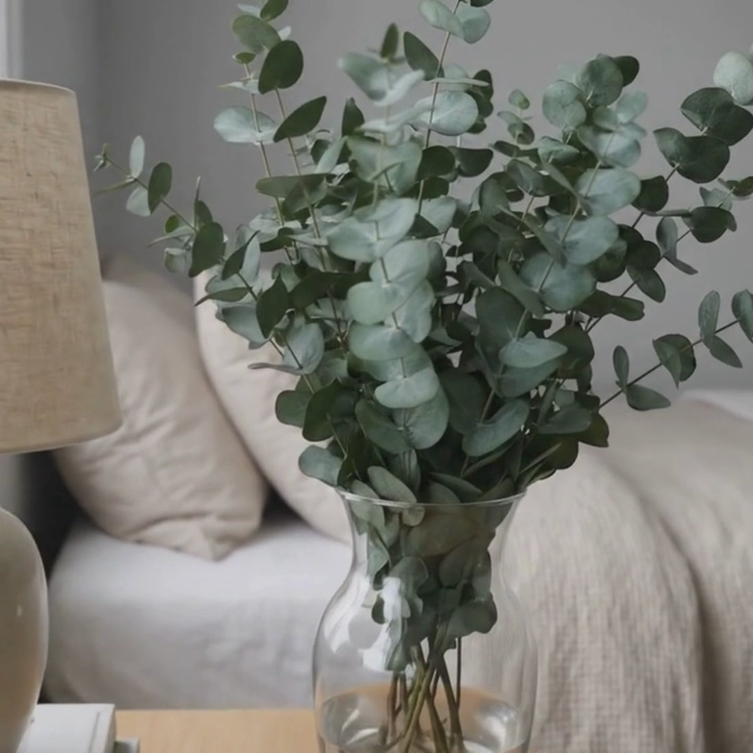 Preserved Eucalyptus Stems - Cinerea Green/Grey Bunch, 60 cm