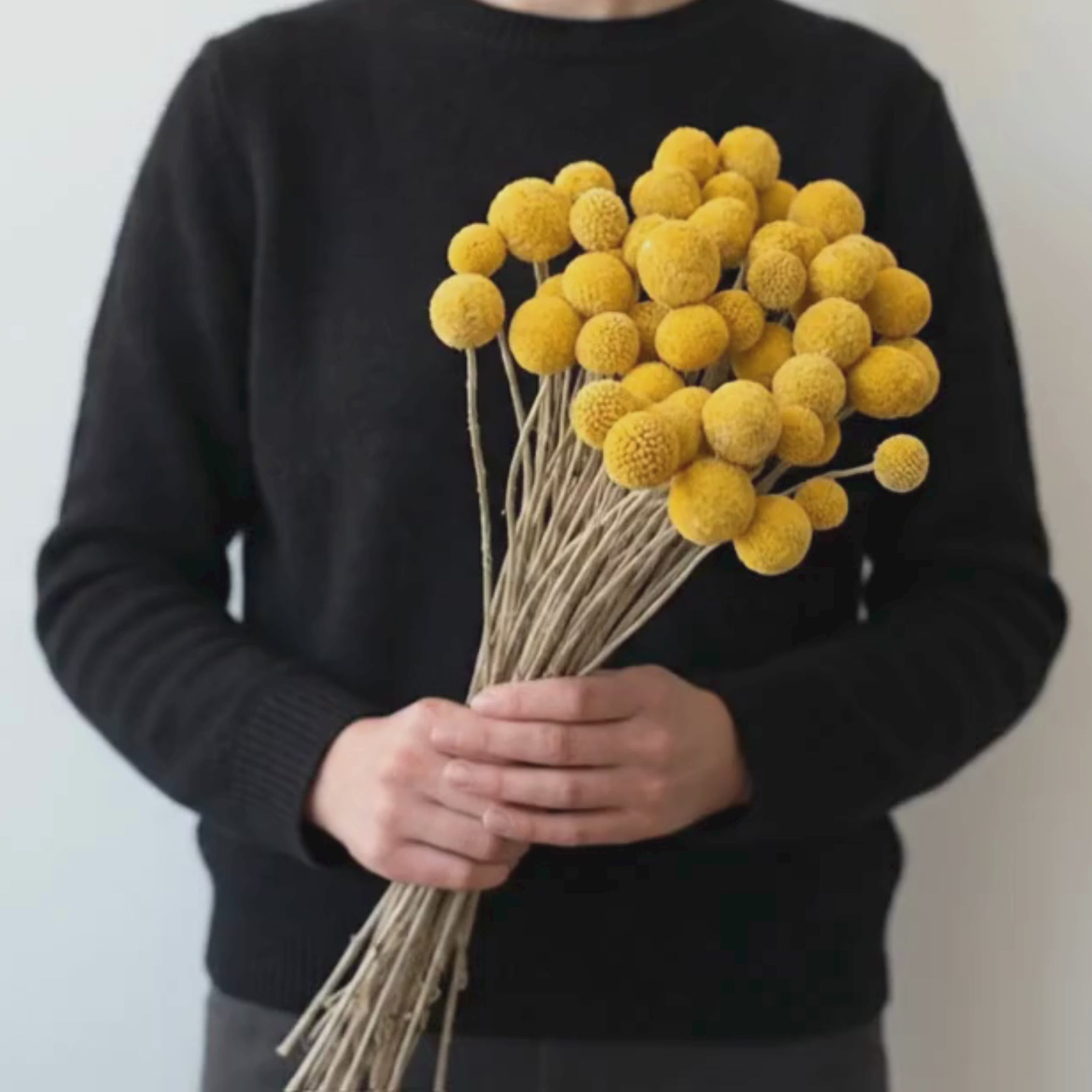 Dried Craspedia flowers
