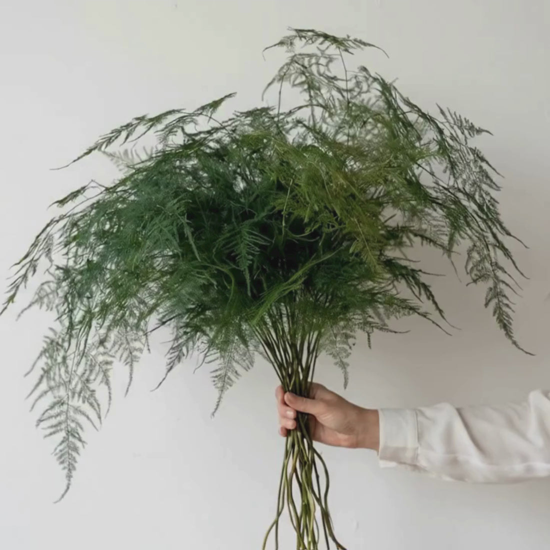 Preserved Asparagus Fern
