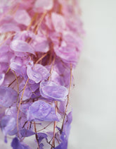 Dried Lunaria bunch