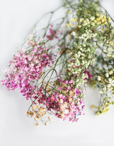 rainbow gypsophila