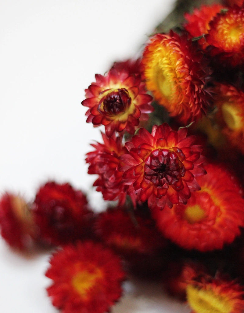 dried orange flowers
