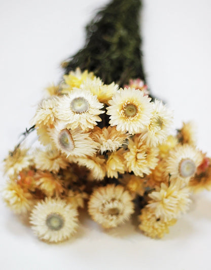Dried Helichrysum - Cream Bunch, 10 Stems, 50 cm