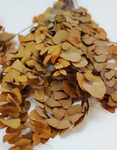 Preserved Eucalyptus