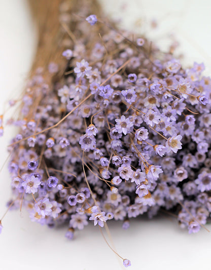 Dried Star Flower Glixia — Plenty Flowers