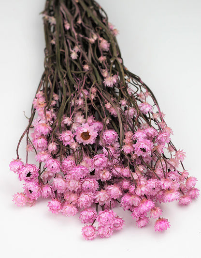 Dried Ammobium Pink Bunch