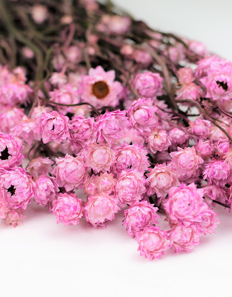 Dried Ammobium Bunch