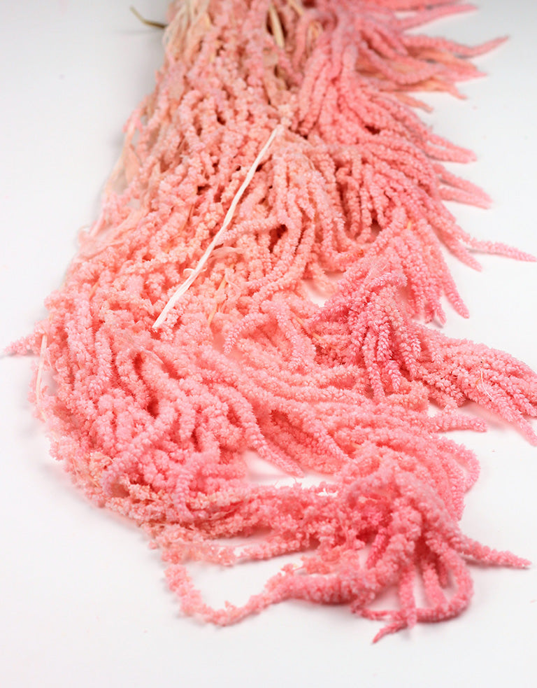 Preserved Amaranthus, Light Pink Bunch