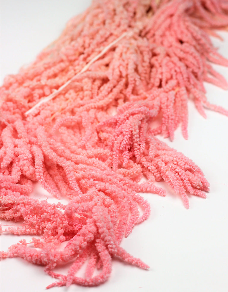 Pink Amaranthus