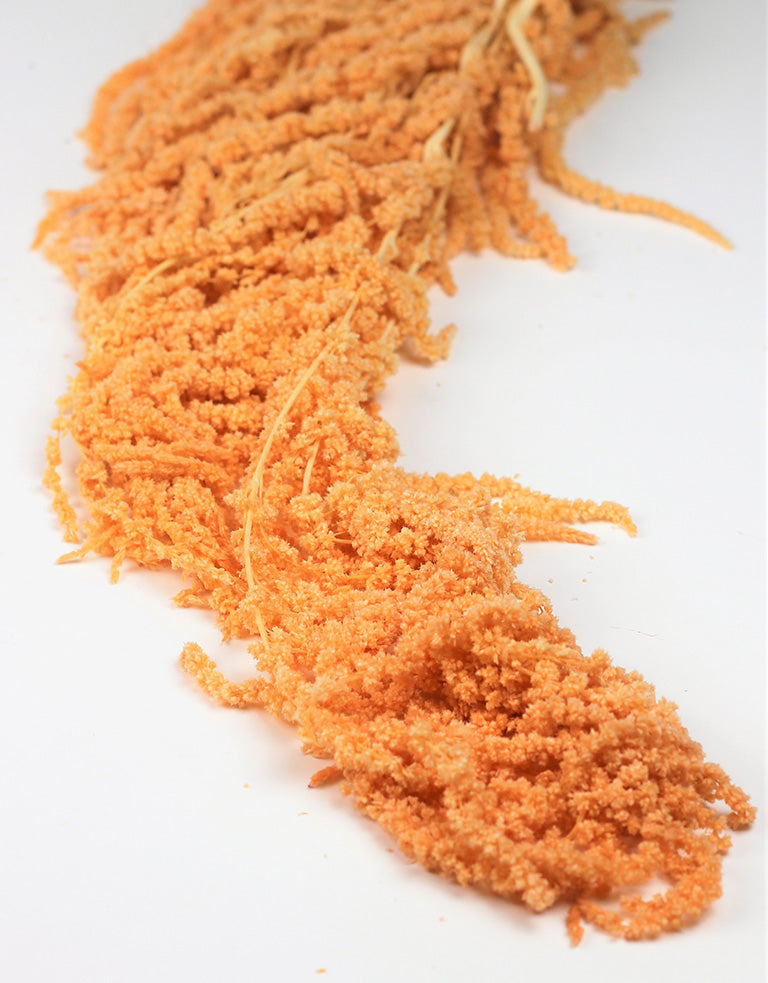 Preserved Amaranthus,Salmon Bunch