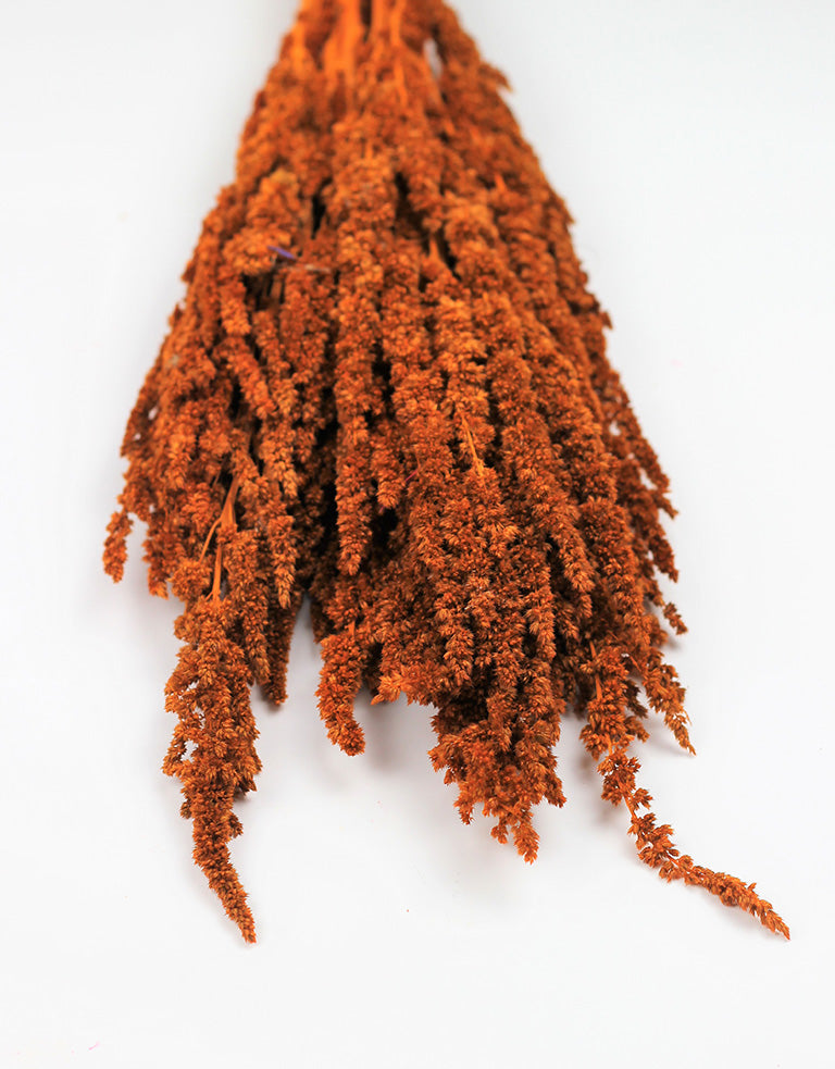 Preserved Amaranthus, Orange Bunch
