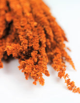 Orange Amaranthus