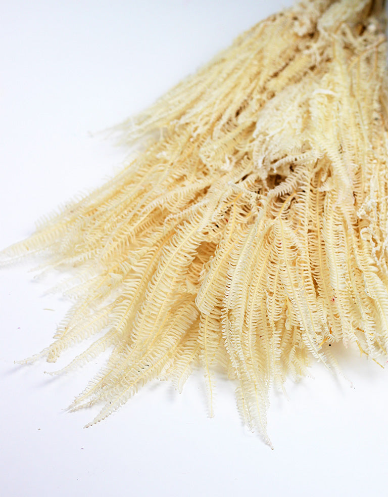 Preserved Helecho, Bleached Bunch
