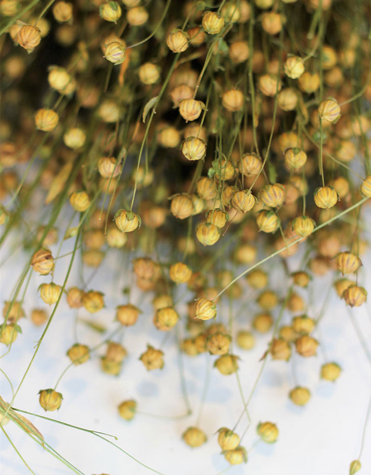 Buy Dried Flowers Online in UK Leading Dried Flowers Suppliers Page 5 Dried Flowers Decor